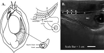 Determination of gonad reproductive state using non-lethal ultrasonography in endangered black (Haliotis cracherodii) and white abalone (H. sorenseni)